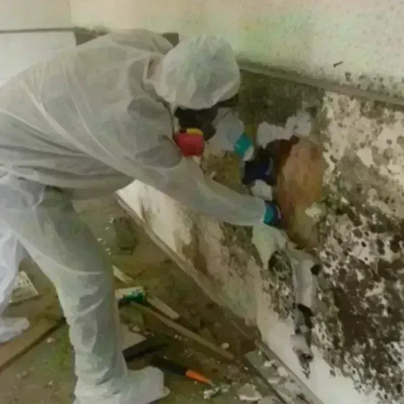 Mold Remediation and Removal in Greendale, WI